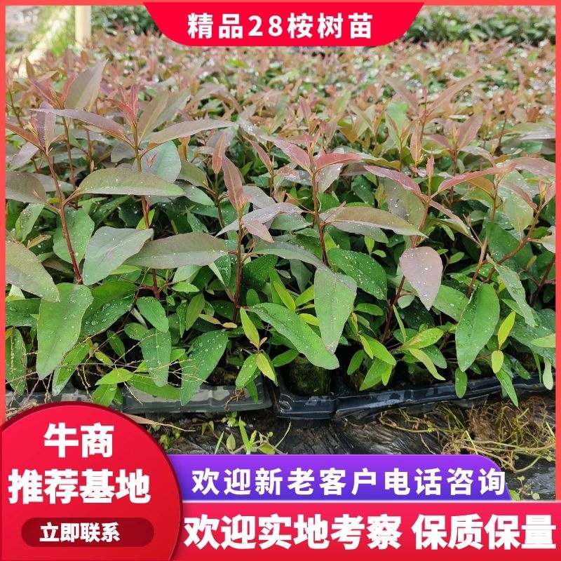 桉树28号苗，基地直采直销，货源稳定，生长快，品质有保证