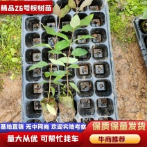 优质桉树二六，基地规格齐全，现挖精品苗，易成活，适应能力强