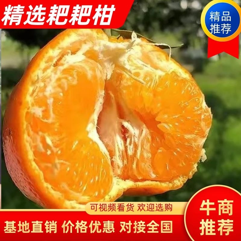 四川耙耙柑高次直供：电商货，拖板车货货源充足