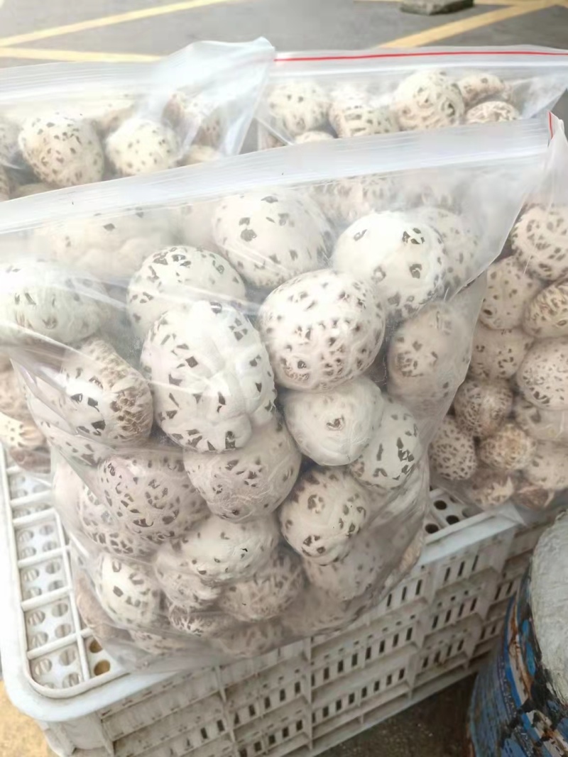 泌阳花菇礼盒包装送礼必备对接团长大型超市大量有货