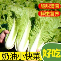 南通精品大棚小白菜，专业代收代发，货源充足，只做精品