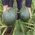 日本甜栗南瓜种子高产短蔓板栗南瓜种子绿板栗南瓜种子早熟