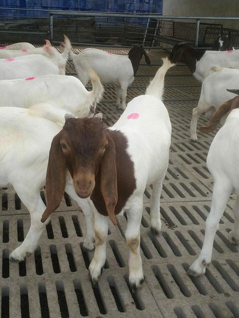 波尔山羊纯种波尔山羊苗怀孕母羊基地直发货到付款