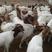 纯种波尔山羊种羊孕母羊羔买十送一货到付包技术视频选羊