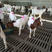 纯种波尔山羊种羊孕母羊羔买十送一货到付包技术视频选羊