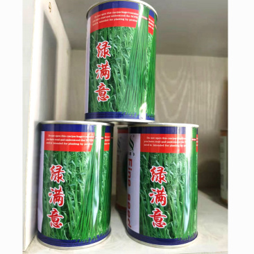绿满意豇豆种子早熟绿色嫩荚生长速度快抗病力强春秋播