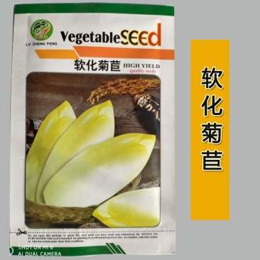软化菊苣种子玉兰菜籽黄叶盆栽菜籽苗根种蔬菜素菜种籽