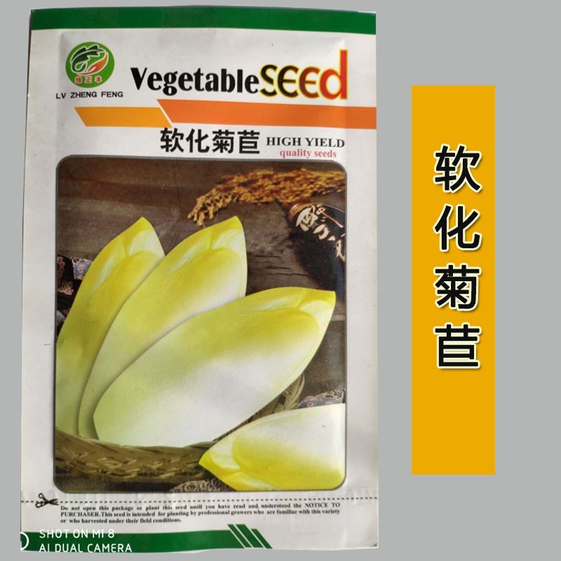 软化菊苣种子玉兰菜籽黄叶盆栽菜籽苗根种蔬菜素菜种籽
