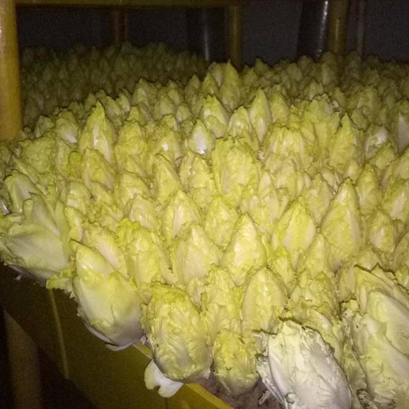 软化菊苣种子玉兰菜籽黄叶盆栽菜籽苗根种蔬菜素菜种籽