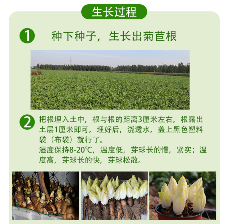 软化菊苣种子玉兰菜籽黄叶盆栽菜籽苗根种蔬菜素菜种籽