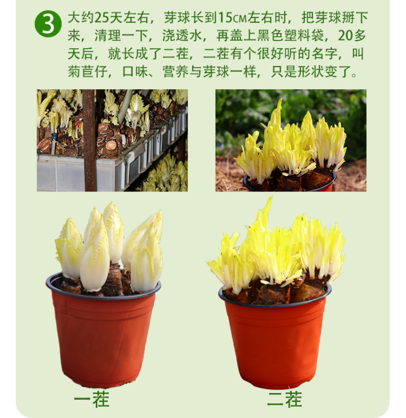 软化菊苣种子玉兰菜籽黄叶盆栽菜籽苗根种蔬菜素菜种籽