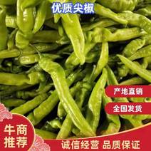 【荐】聊城莘县黄皮尖椒精品蔬菜大量上市中