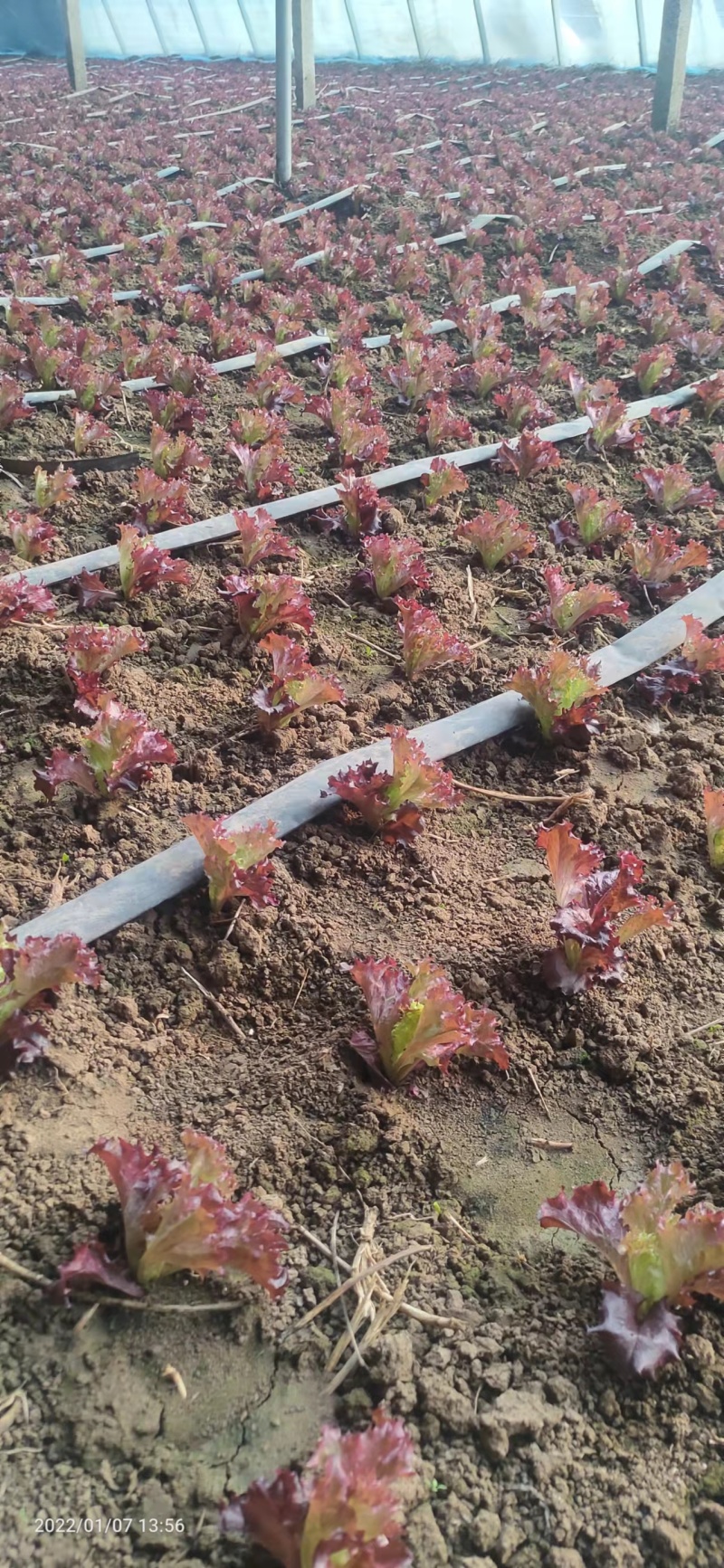 河北紫珊，大棚养殖，货源充足，保质保量，欢迎电话联系