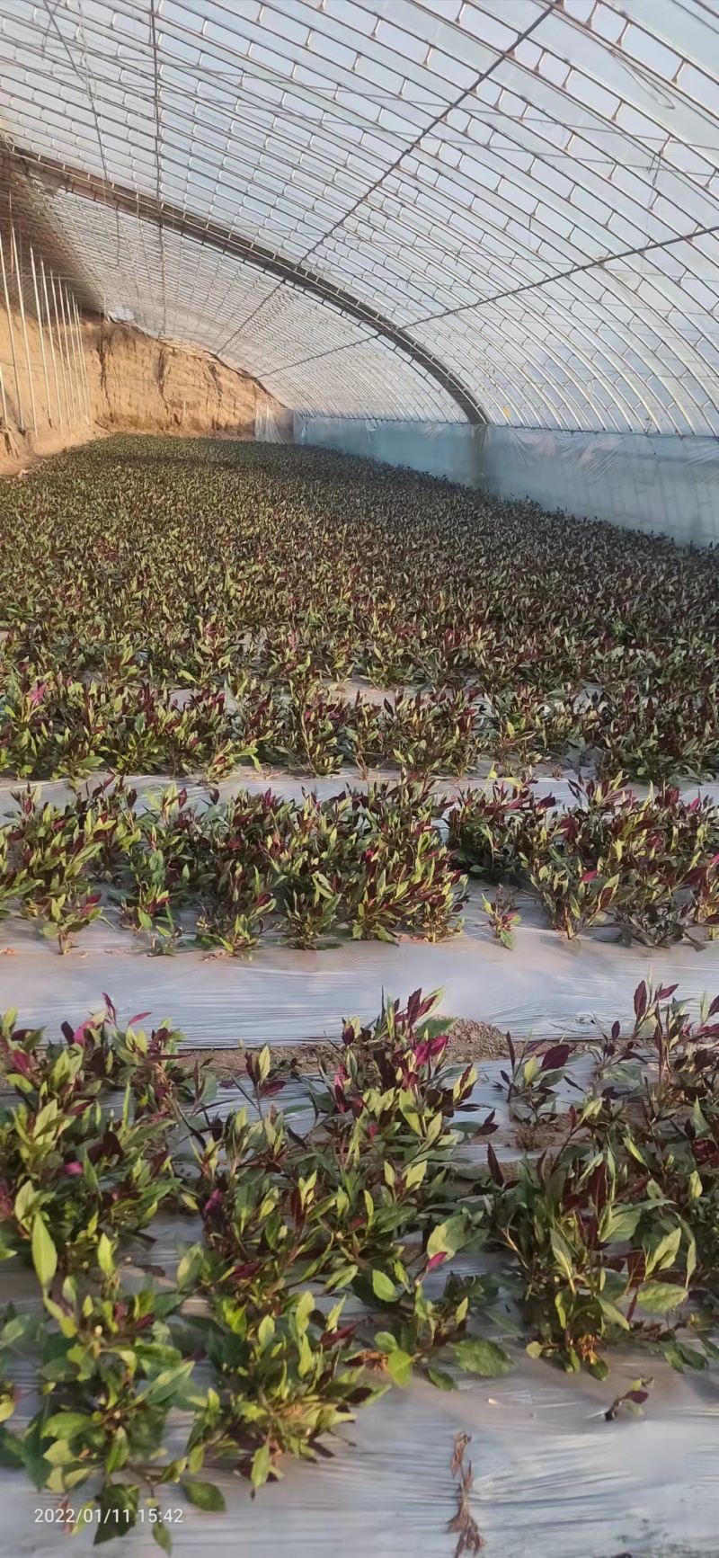 河北紫贝天癸大棚养殖，货源充足，保质保量，欢迎电话联系