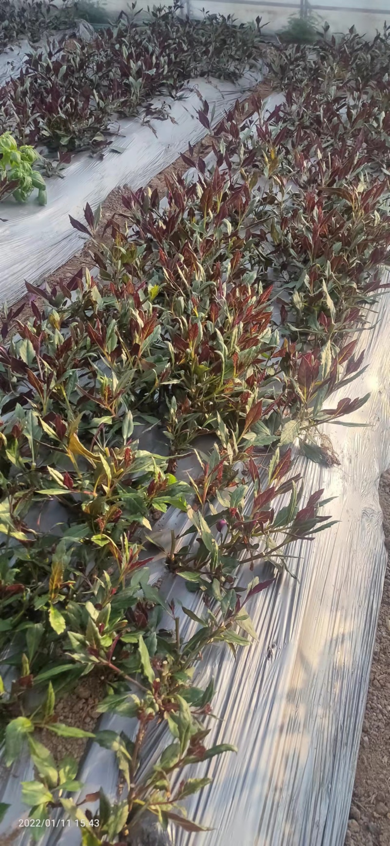 河北紫贝天癸大棚养殖，货源充足，保质保量，欢迎电话联系