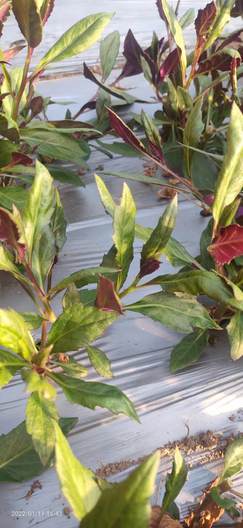 河北紫贝天癸大棚养殖，货源充足，保质保量，欢迎电话联系