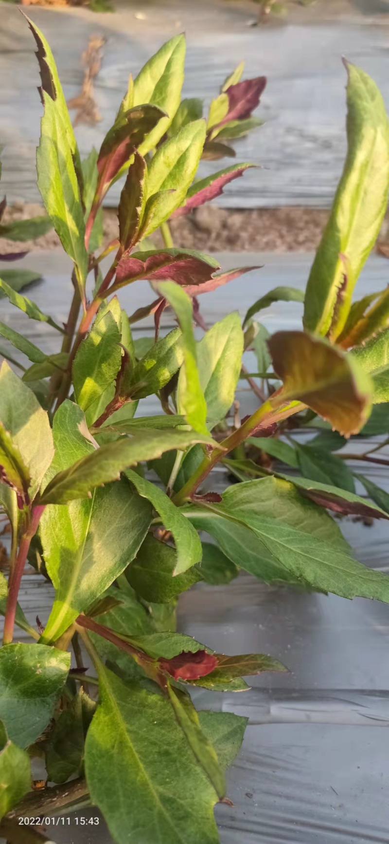 河北紫贝天癸大棚养殖，货源充足，保质保量，欢迎电话联系