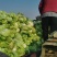 白菜大白菜精品货源产地一手货价格便宜欢迎采购
