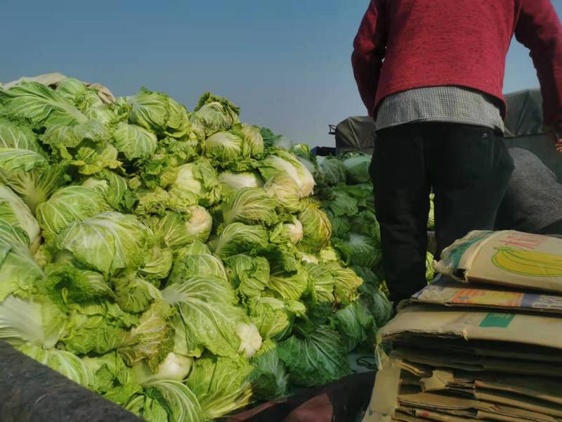 白菜大白菜精品货源产地一手货价格便宜欢迎采购