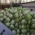 白菜大白菜精品货源产地一手货价格便宜欢迎采购