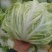 白菜大白菜精品货源产地一手货价格便宜欢迎采购