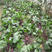 四季种植红菜苔种子早熟高产红菜心菜子种子四季紫菜苔蔬菜籽