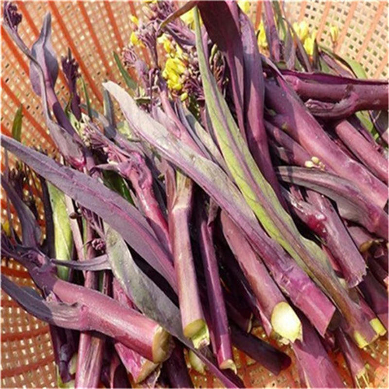 四季种植红菜苔种子早熟高产红菜心菜子种子四季紫菜苔蔬菜籽