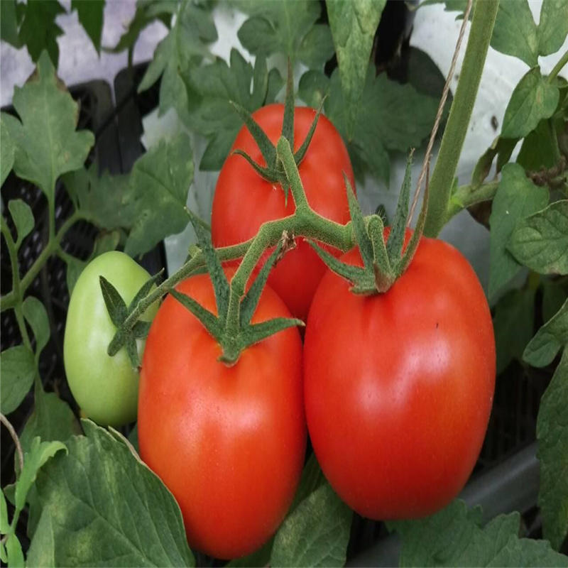 金棚玉冠番茄种子大粉果硬无限生长粉红类型西红柿种籽基地