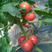 金棚玉冠番茄种子大粉果硬无限生长粉红类型西红柿种籽基地