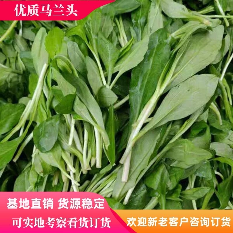 马兰头精品好货一手货源直发对接电商平台欢迎联系