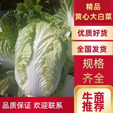 【精品】江苏黄心大白菜大白菜基地直供品质保证全国发货