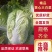 【精品】江苏黄心大白菜大白菜基地直供品质保证全国发货