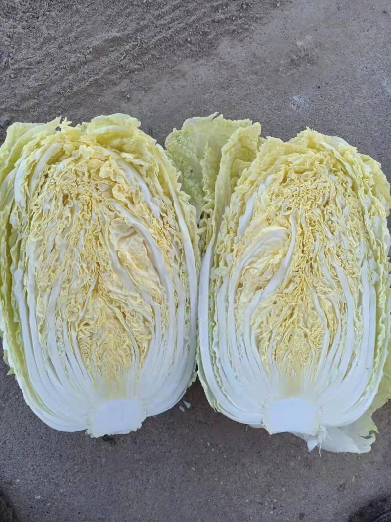 【精品】江苏黄心大白菜大白菜基地直供品质保证全国发货