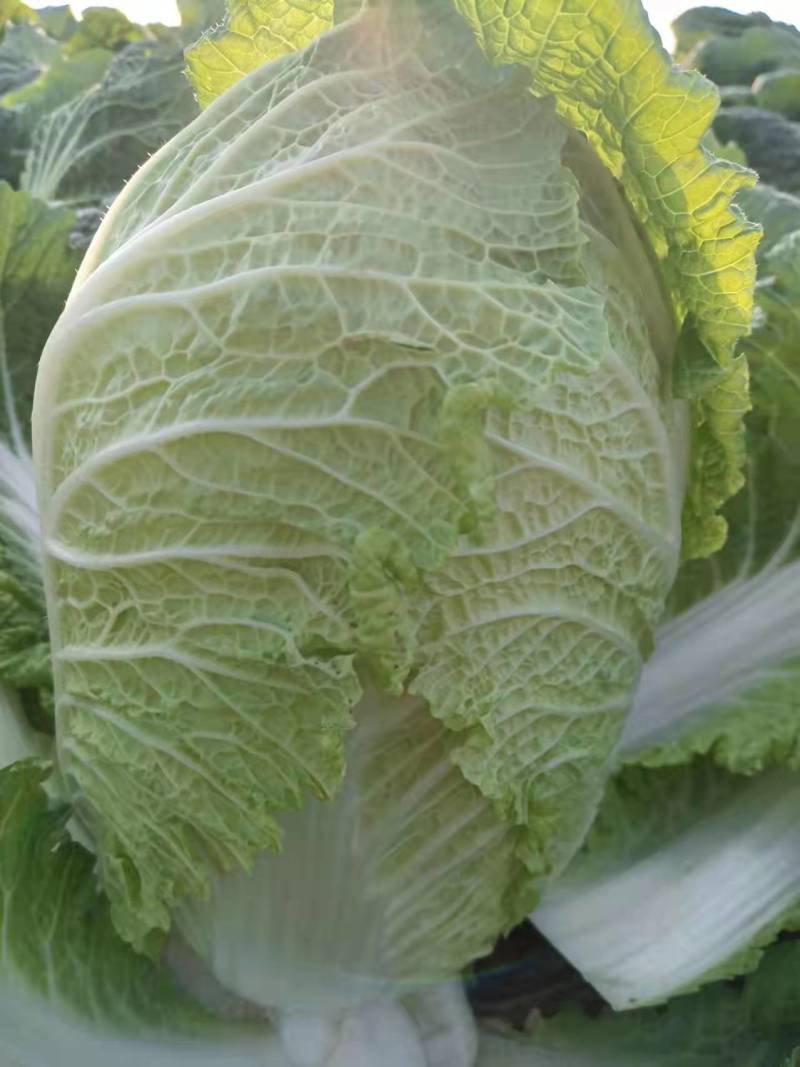 【精品】江苏黄心大白菜大白菜基地直供品质保证全国发货