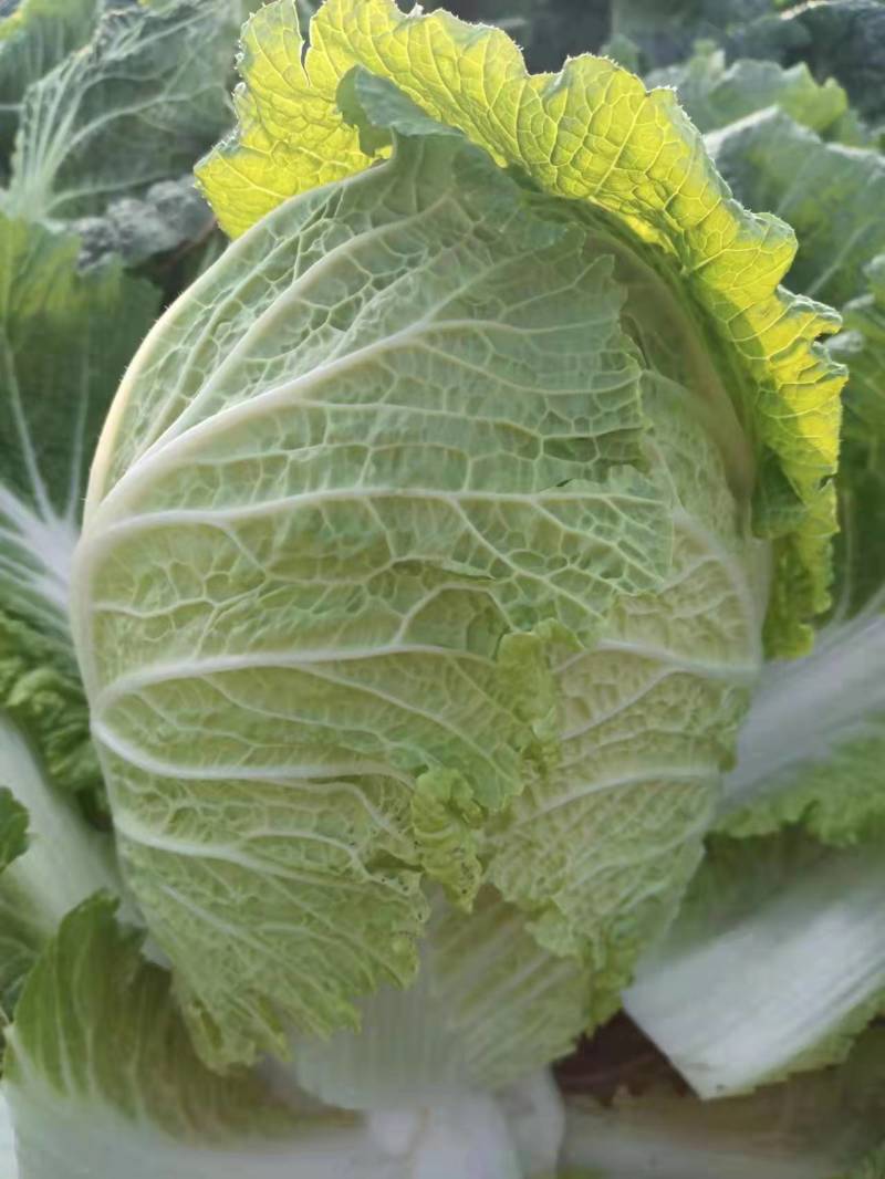 【精品】江苏黄心大白菜大白菜基地直供品质保证全国发货