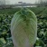 【精品】江苏黄心大白菜大白菜基地直供品质保证全国发货