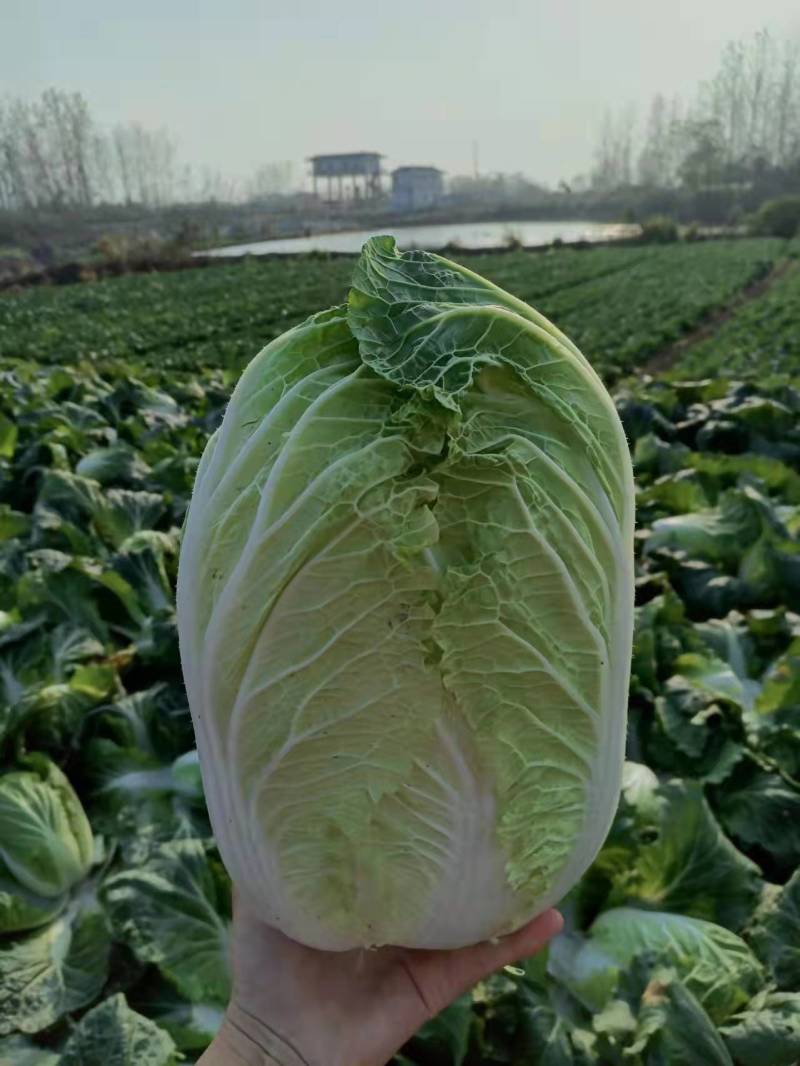 【精品】江苏黄心大白菜大白菜基地直供品质保证全国发货