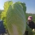 【精品】江苏黄心大白菜大白菜基地直供品质保证全国发货