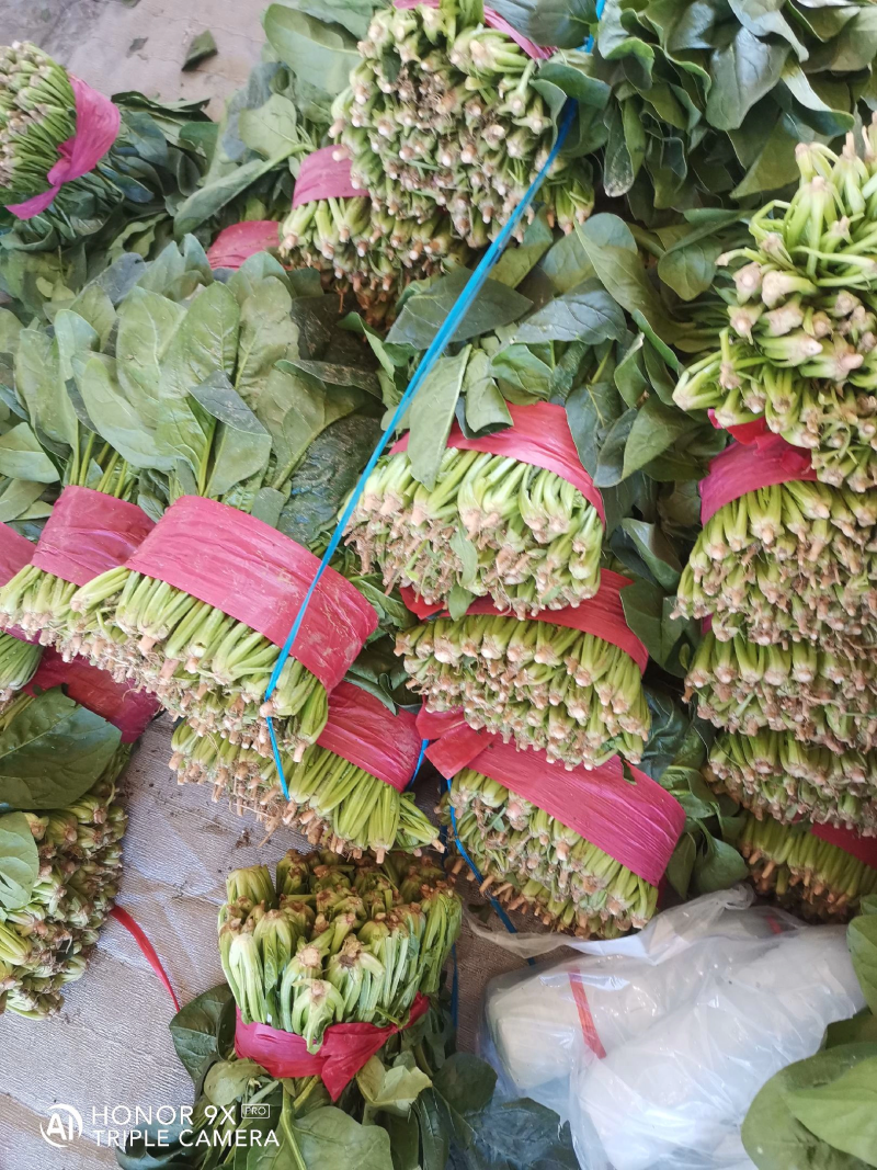 【好货】菠菜金乡大叶菠菜供应市场电商商超欢迎咨询