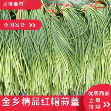 【蒜薹】金乡红帽蒜苔产地直发无霉斑量大从优品质保证