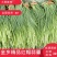 【蒜薹】金乡红帽蒜苔产地直发无霉斑量大从优品质保证