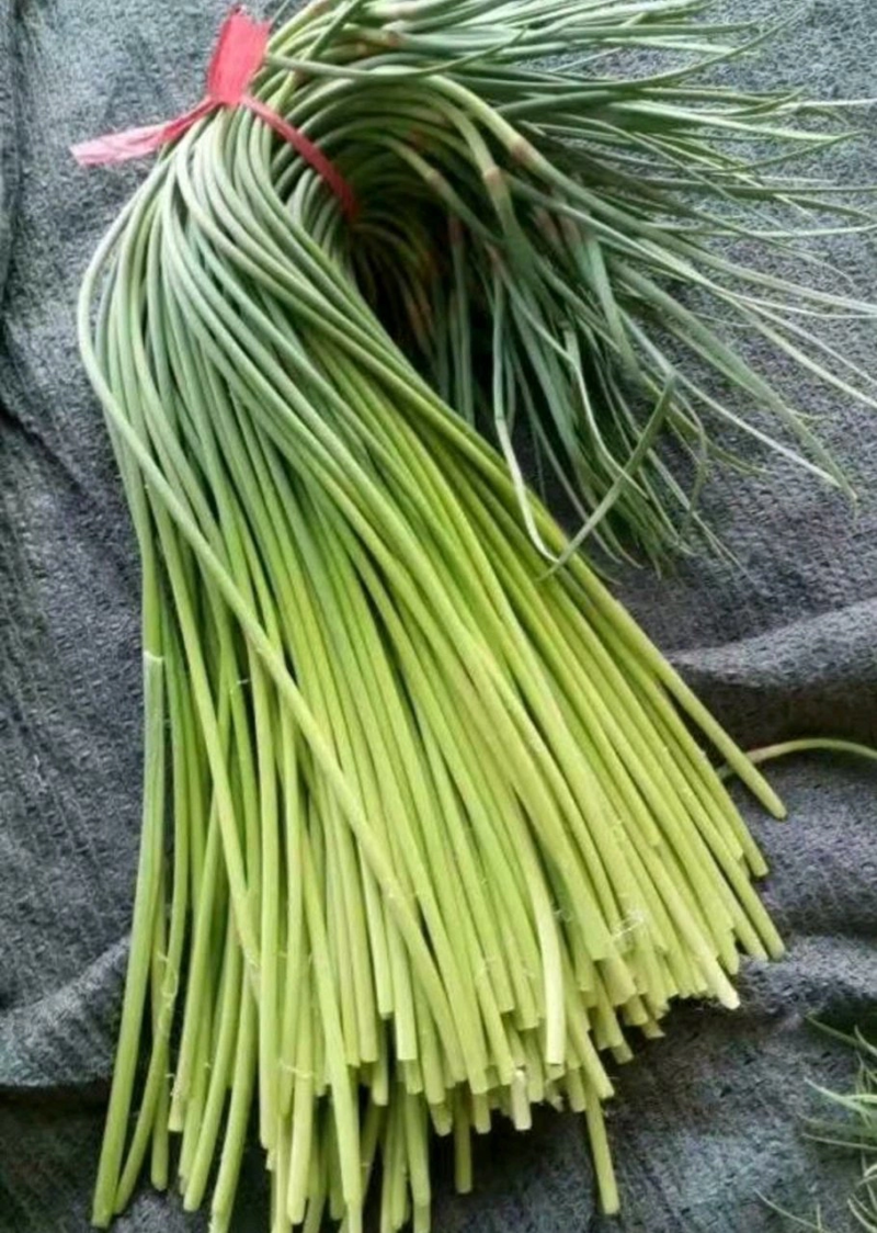 【蒜薹】金乡红帽蒜苔产地直发无霉斑量大从优品质保证