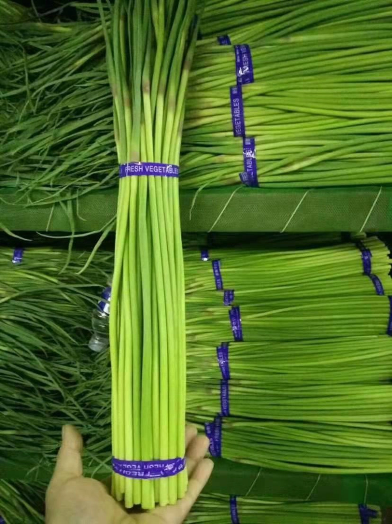 【蒜薹】金乡红帽蒜苔产地直发无霉斑量大从优品质保证