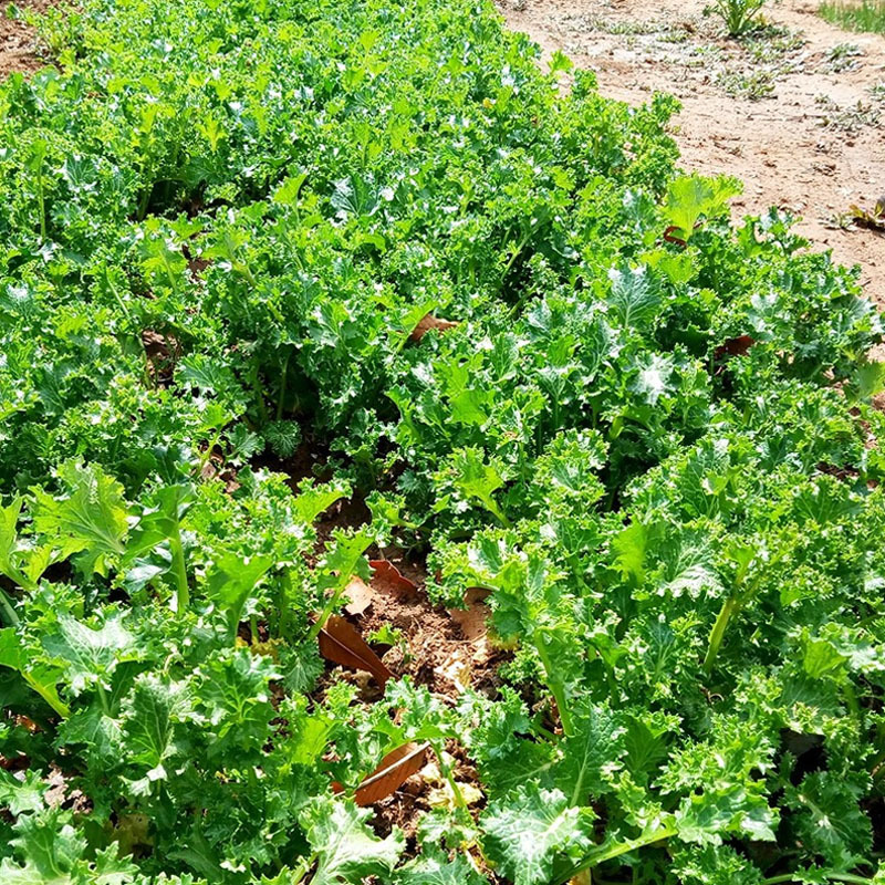 花叶苔菜种子皱叶四季耐寒早熟抗病春不老绿绒菜