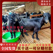 黑山羊小耳朵肉羊基地直发包送到家多胎高产货到付款