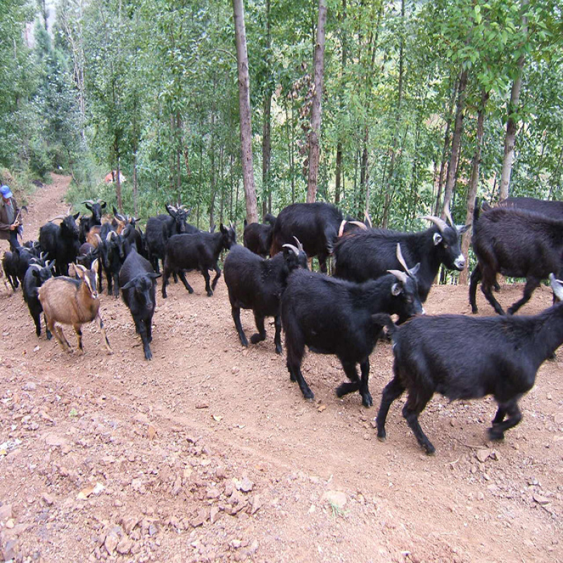 黑山羊小耳朵肉羊基地直发包送到家多胎高产货到付款