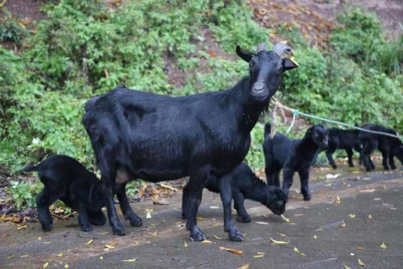 黑山羊小耳朵肉羊基地直发包送到家多胎高产货到付款