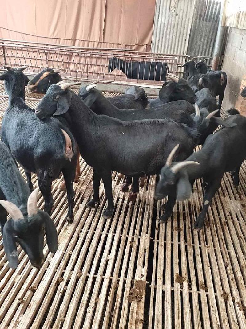黑山羊小耳朵肉羊基地直发包送到家多胎高产货到付款