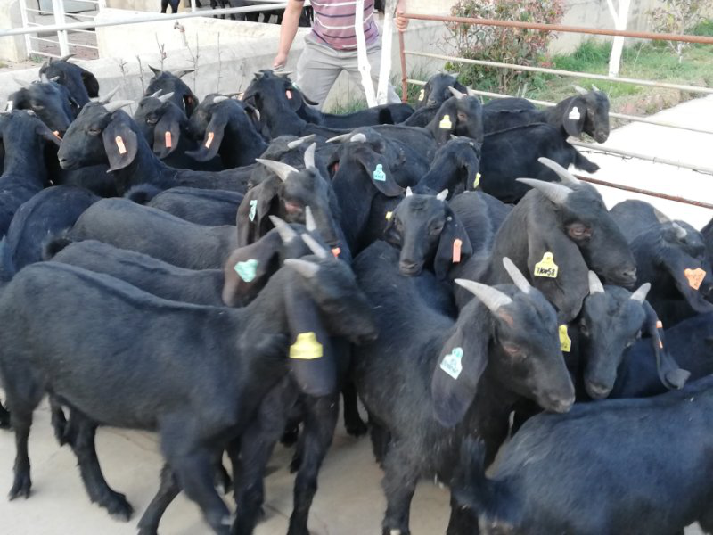 黑山羊小耳朵肉羊基地直发包送到家多胎高产货到付款