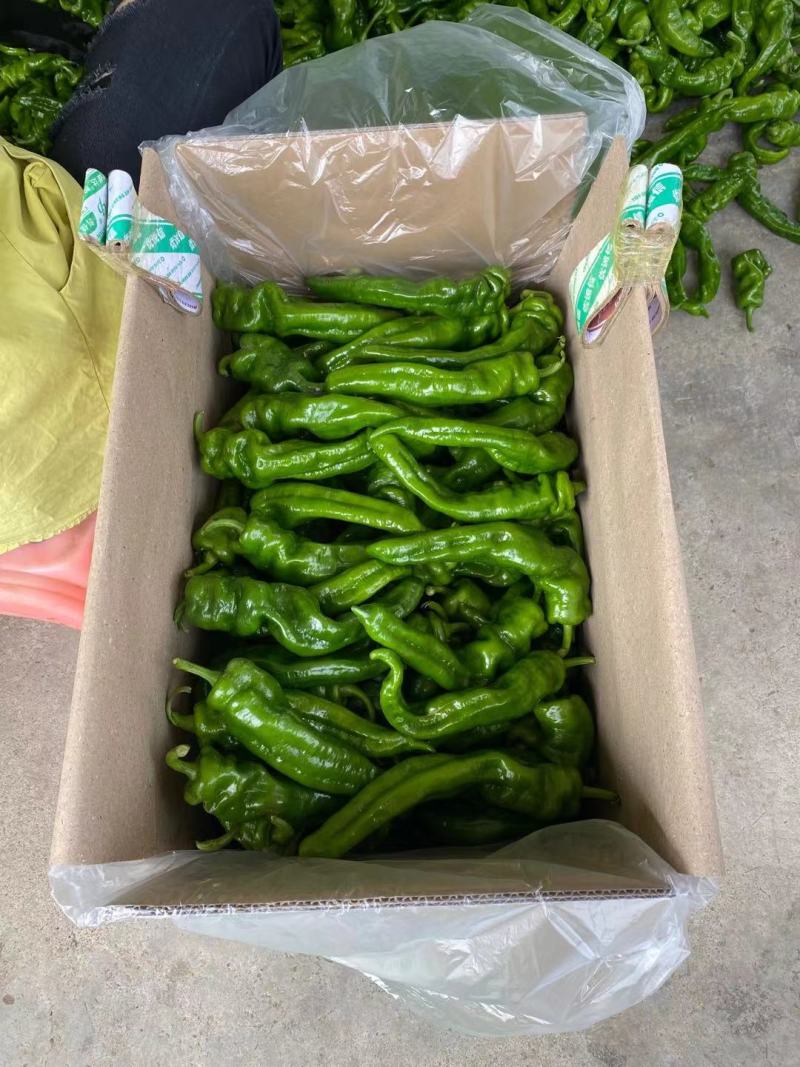 【回头客多】精品螺丝椒，对接全国商超市场质量保证诚信买卖